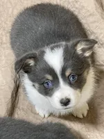 Waffles, a female Pembroke Welsh Corgi for sale in Decatur, IL – Photo 8 of 9