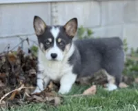 Waffles, a female Pembroke Welsh Corgi for sale in Decatur, IL – Photo 5 of 9