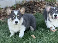 Waffles, a female Pembroke Welsh Corgi for sale in Decatur, IL – Photo 6 of 9