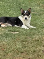 Waffles, a female Pembroke Welsh Corgi for sale in Decatur, IL – Photo 1 of 9