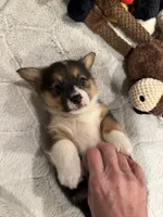 Bo, a male Cardigan Welsh Corgi and Pembroke Welsh Corgi for sale in Decatur, IL – Photo 1 of 5