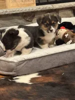 Bo, a male Cardigan Welsh Corgi and Pembroke Welsh Corgi for sale in Decatur, IL – Photo 3 of 5