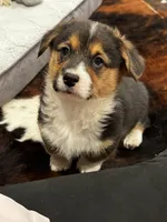 Bo, a male Cardigan Welsh Corgi and Pembroke Welsh Corgi for sale in Decatur, IL – Photo 4 of 5