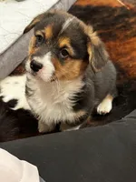 Bo, a male Cardigan Welsh Corgi and Pembroke Welsh Corgi for sale in Decatur, IL – Photo 5 of 5