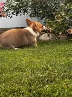 Teddy, a male Cardigan Welsh Corgi and Pembroke Welsh Corgi for sale in Decatur, IL – 2 of 5