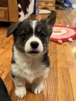 Luke, a male Cardigan Welsh Corgi and Pembroke Welsh Corgi for sale in Decatur, IL – Photo 3 of 6