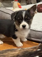 Luke, a male Cardigan Welsh Corgi and Pembroke Welsh Corgi for sale in Decatur, IL – Photo 5 of 6