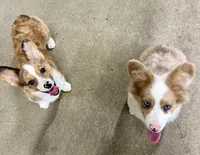 Phoebe, a female Cardigan Welsh Corgi and Pembroke Welsh Corgi for sale in Decatur, IL – 2 of 4