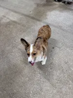 Phoebe, a female Cardigan Welsh Corgi and Pembroke Welsh Corgi for sale in Decatur, IL – 3 of 4