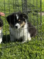 Max fluffy , a female Pembroke Welsh Corgi for sale in Decatur, IL – 4 of 4