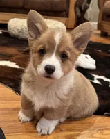 Emmie, a female Pembroke Welsh Corgi for sale in Decatur, IL – Photo 4 of 5