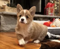 Emmie, a female Pembroke Welsh Corgi for sale in Decatur, IL – Photo 5 of 5
