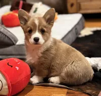 Emmie, a female Pembroke Welsh Corgi for sale in Decatur, IL – Photo 1 of 5