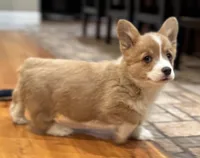 Emmie, a female Pembroke Welsh Corgi for sale in Decatur, IL – Photo 2 of 5