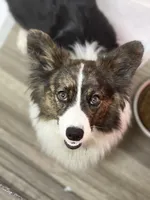 Ashes, a female Cardigan Welsh Corgi and Pembroke Welsh Corgi for sale in Decatur, IL – 2 of 4