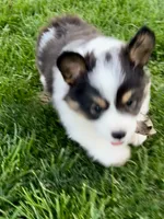 Fluffy Scout, a male Pembroke Welsh Corgi for sale in Decatur, IL – Photo 2 of 3