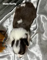 Scout, a male Pembroke Welsh Corgi for sale in Decatur, IL – Photo 2 of 3