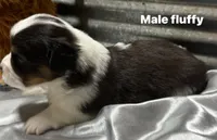 Scout, a male Pembroke Welsh Corgi for sale in Decatur, IL – Photo 3 of 3