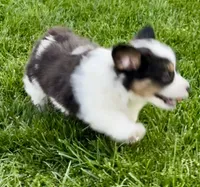 Fluffy Scout, a male Pembroke Welsh Corgi for sale in Decatur, IL – Photo 1 of 3