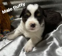 Scout, a male Pembroke Welsh Corgi for sale in Decatur, IL – Photo 1 of 3