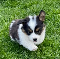 Fluffy Scout, a male Pembroke Welsh Corgi for sale in Decatur, IL – Photo 3 of 3