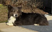 Blueberry, a female Pembroke Welsh Corgi for sale in Decatur, IL – 6 of 7