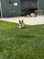 Bear, a male Pembroke Welsh Corgi for sale in Decatur, IL – 2 of 4