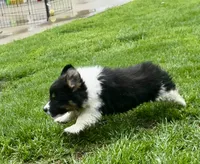 Max fluffy , a female Pembroke Welsh Corgi for sale in Decatur, IL – 2 of 4