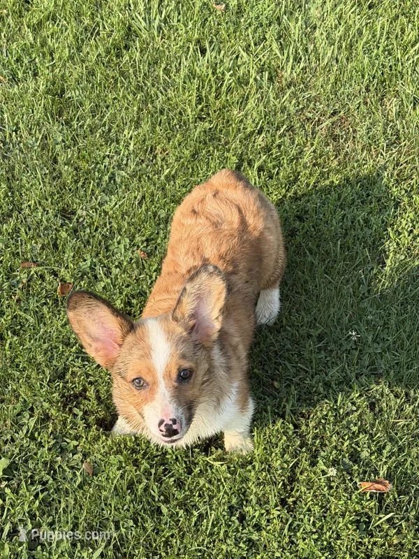 Phoebe – Cardigan Welsh Corgi, Pembroke Welsh Corgi puppy for sale in Decatur, IL