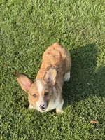Phoebe, a female Cardigan Welsh Corgi and Pembroke Welsh Corgi for sale in Decatur, IL – 1 of 4
