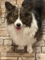Ashes, a female Cardigan Welsh Corgi and Pembroke Welsh Corgi for sale in Decatur, IL – 4 of 4