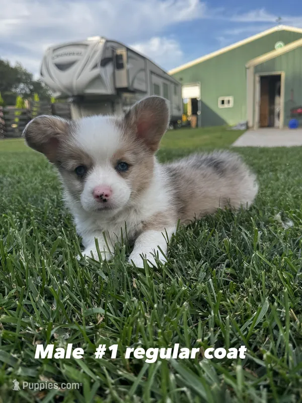 Merle – Pembroke Welsh Corgi puppy for sale in Decatur, IL