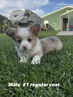 Sable Merle, a male Pembroke Welsh Corgi for sale in Decatur, IL – 1 of 6