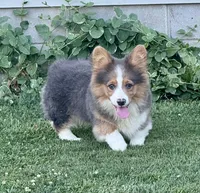 Bo, a male Pembroke Welsh Corgi for sale in Decatur, IL – Photo 3 of 10