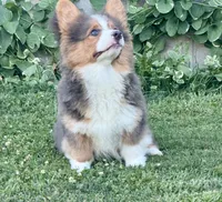 Bo, a male Pembroke Welsh Corgi for sale in Decatur, IL – Photo 6 of 10