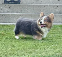 Bo, a male Pembroke Welsh Corgi for sale in Decatur, IL – Photo 8 of 10