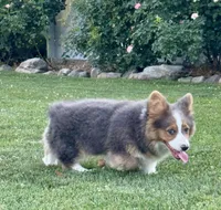 Bo, a male Pembroke Welsh Corgi for sale in Decatur, IL – Photo 9 of 10