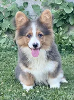 Bo, a male Pembroke Welsh Corgi for sale in Decatur, IL – Photo 4 of 10