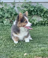 Bo, a male Pembroke Welsh Corgi for sale in Decatur, IL – Photo 2 of 10