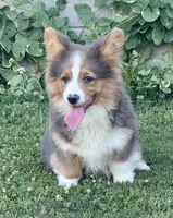 Bo, a male Pembroke Welsh Corgi for sale in Decatur, IL – Photo 10 of 10