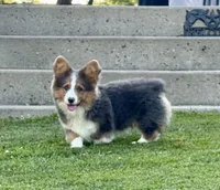 Bo, a male Pembroke Welsh Corgi for sale in Decatur, IL – Photo 7 of 10
