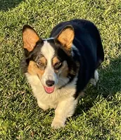 Beth, a female Pembroke Welsh Corgi for sale in Decatur, IL – Photo 1 of 4