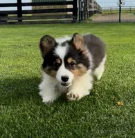 Scout fluffy, a male Pembroke Welsh Corgi for sale in Decatur, IL – 1 of 6