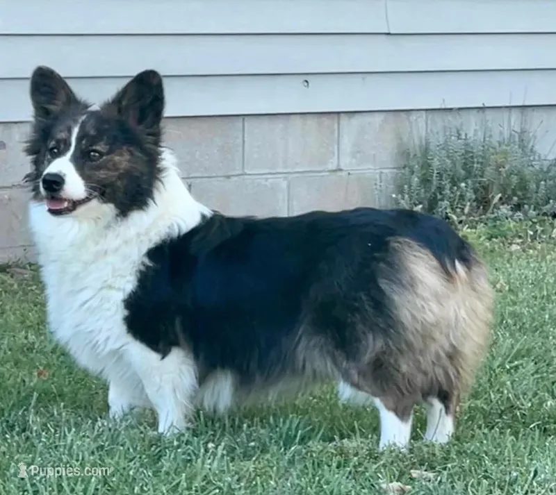 Ashes – Cardigan Welsh Corgi, Pembroke Welsh Corgi puppy for sale in Decatur, IL