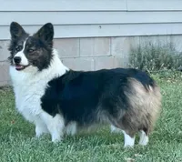 Ashes, a female Cardigan Welsh Corgi and Pembroke Welsh Corgi for sale in Decatur, IL – 1 of 4