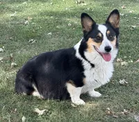 Beth, a female Pembroke Welsh Corgi for sale in Decatur, IL – 3 of 7