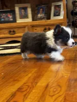Fluffy luke, a male Pembroke Welsh Corgi for sale in Decatur, IL – 2 of 5