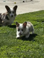 Fluffy Kramer, a male Pembroke Welsh Corgi for sale in Decatur, IL – 8 of 8