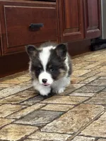 Fluffy luke, a male Pembroke Welsh Corgi for sale in Decatur, IL – 3 of 5