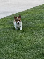 Bear, a male Pembroke Welsh Corgi for sale in Decatur, IL – 4 of 4
